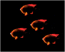 School of Garibaldy - Carlos lemmi