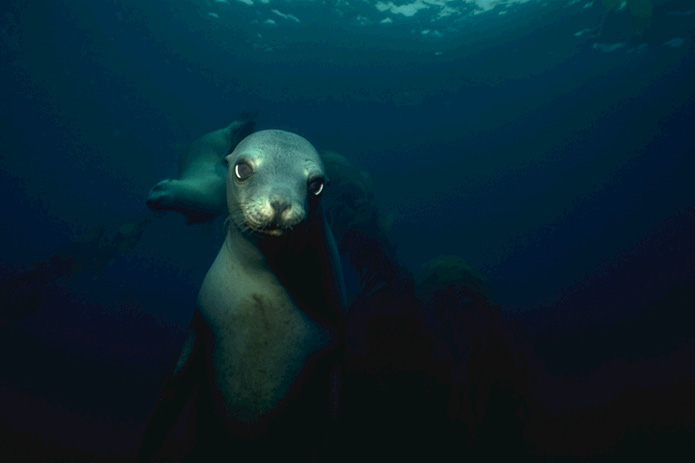 IMG038DN.jpg - Dave Nesheim, 1996